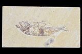 Lot: Cheap, to Green River Fossil Fish - Pieces #81410-3